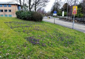 Purple for Polio Crocuses