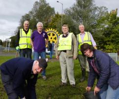 The planting of 5000 purple crocus corms in aid of Polio