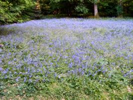 Bluebell Walk