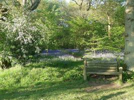 Bluebell Walk