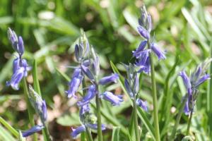 Bluebell Walk