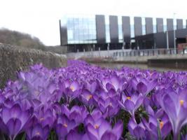 Purple 4 Polio Crocuses planted by Rotarians in the centre of Northwich