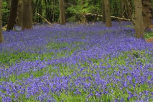 Arlington Bluebell Walk and Farm Trail