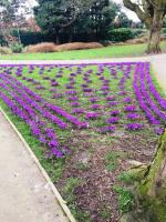 ABOUT ROTARY AMBER VALLEY