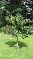 Burnham Beeches Rotary are the sponsors of a community orchard in Farnham Common.