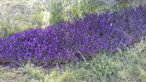 Foundation Crocus