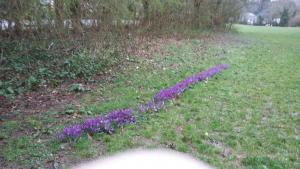 Flowers at Wadlands Meadow - Tamerton Foiliot