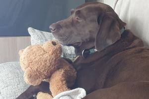 Milo and his teddy.