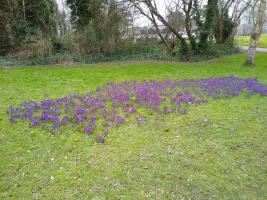 Crocus display at South Pond