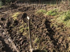 Hedge Planting at Gaulby Lodge Farm