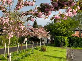 Meriton Park Cherry Trees supplied by
Rotary Cheadle Royal, Friends of Meriton Park & Manchester Airport 