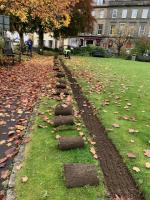 Socially distanced crocus planting