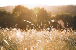 Summer News