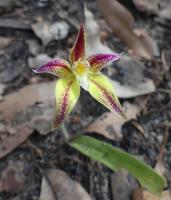 Hunting Terrestrial Orchids in SW Australia
