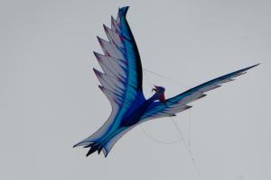 One of the many lovely kites in flight