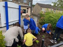 Planting herbs