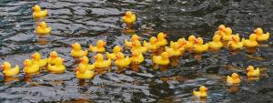 Duck Race In Action