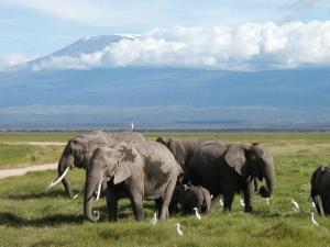 Kilimanjaro sponsored climb