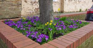 Just some of the 2000 crocuses provided by March Rotary Club