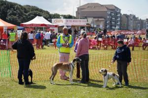 Weston Rotary Dog Day