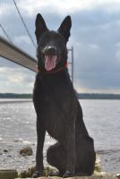 Archer K9 working dog training.