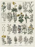 Title 	A selection of plants.
Description 	

A selection of herbal plants.

Rare Books
Keywords: Nicholas Culpeper; Herbal remedies; Herbals
Credit line 	
Wellcome Trust logo.svg 	

This file comes from Wellcome Images, a website operated by Wel