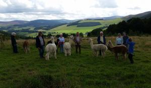 Trekking with Alpacas