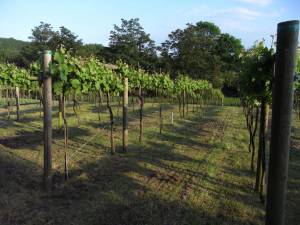 evening sun in the vineyard.