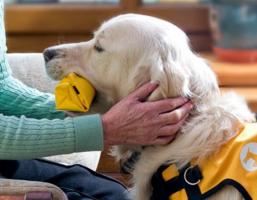 Dementia Dog