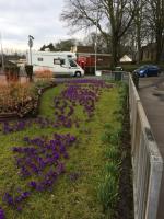 The purple crocuses in full bloom in Garstang