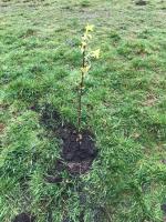 Queen’s Jubilee Green Canopy