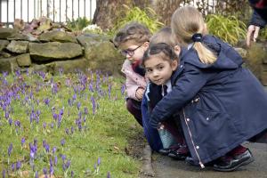 Bellan pupils view the purple crocuses