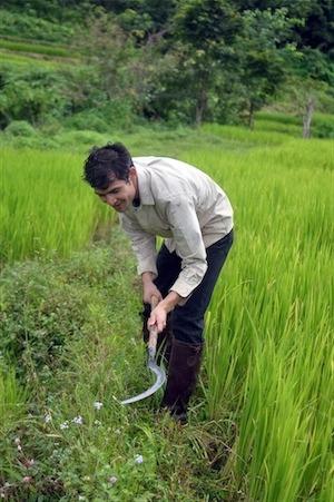 Benny clearing weeds from a rice field