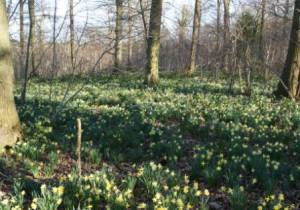 Wild Daffodils in Betty Daws Wood March 2014