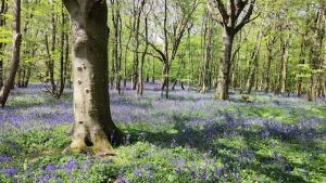 Heathfield and Waldron Rotary at Arlington Bluebell Walk