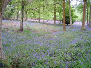 Bluebell Walk 2007