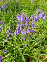 Bluebell Walk