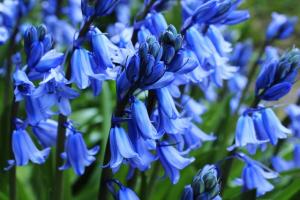 Bluebell Walk