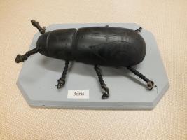 Rotary Beetle Drive