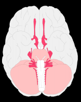 Drawing of a human brain