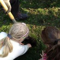 Crocus planting 