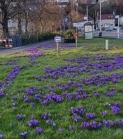 Crocus Display - End Polio Now