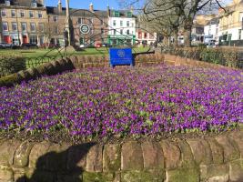 Planting crocus corms