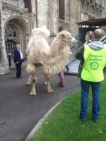Camels at the Cathedral