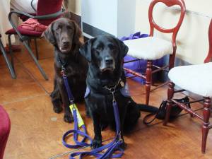 Canine Partners Presentation