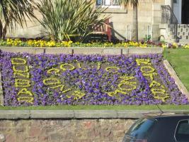 Crocuses at Castellau