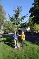 Centenary Trees Project Pictures