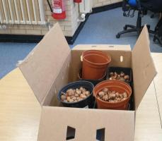 Box of crocus corms