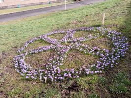 Crocus wheel