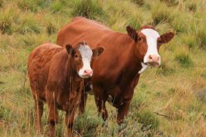 Milk Producer